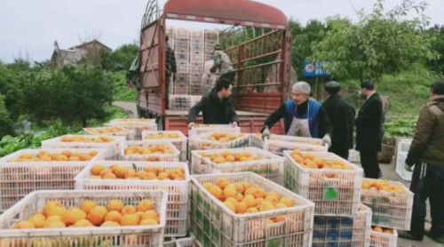 领地集团——从精准扶贫到乡村振兴 接力一场只为初心的马拉松