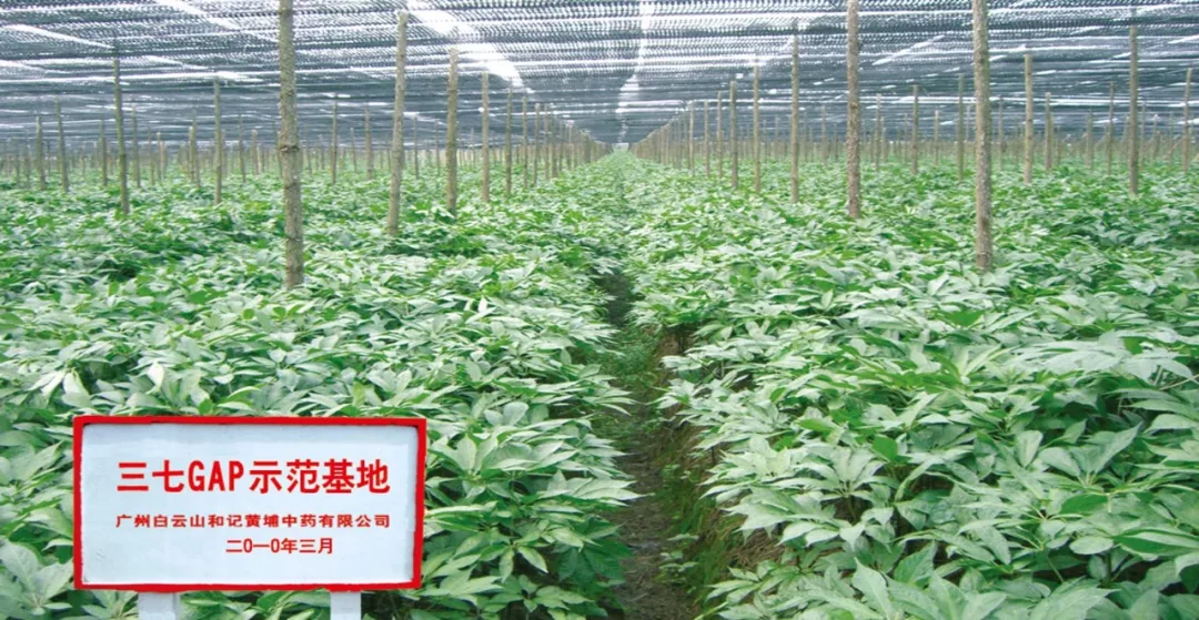 非遗传承主题故事的背后，讲述了板蓝根叶子的另一种用途