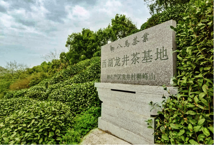 八马茶业携手非遗大师樊生华，龙井新品即将上市