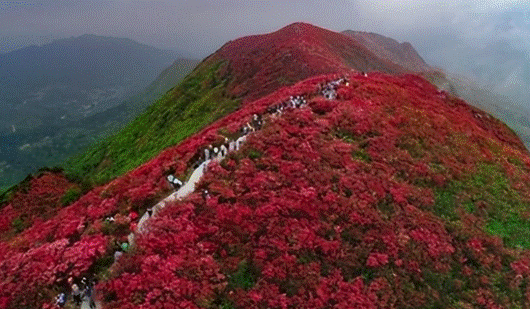 感受“山花烂漫”，谱写“丹寨杜鹃花节”火热氛围