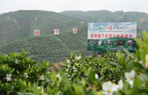 中药材长成农民增收“摇钱树”，扬子江药业集团助力乡村振兴跑出“加速度”