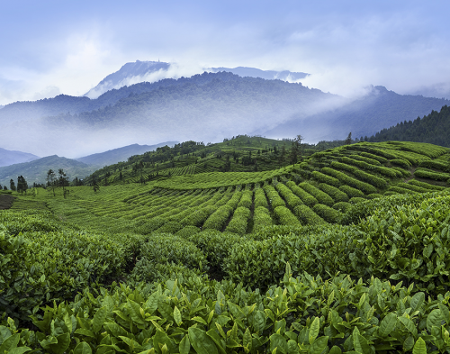 获联合国教科文组织推荐，看竹叶青如何锻造高端绿茶