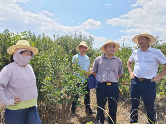 “油茶博士”陈永忠团队莅临神农国油考察