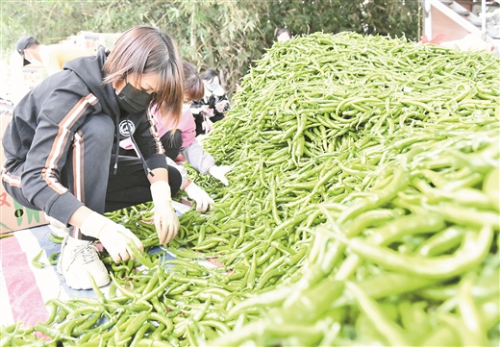 钦南区：反季节辣椒助农增收