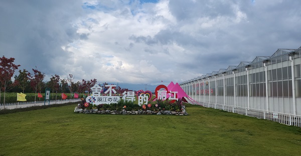 丽江的游客，丽江宠！丽江古城10000000支丽江的花直播宠粉