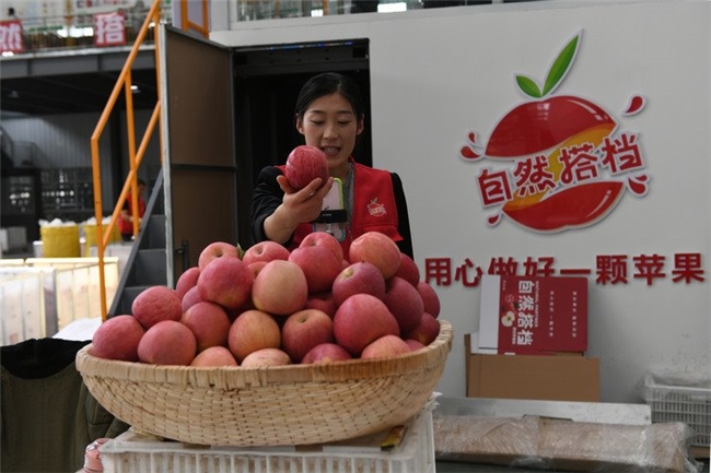 延安苹果产供销座谈：搭建对接平台 共筑“土特产”发展高地